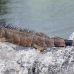 iguana_green_tf_gc_h_0090_cay1007.jpg